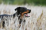 BEAUCERON 567